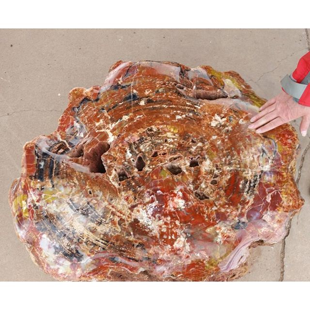 Versteinerter Baum. BMW #BMWMOTORRAD #BMWROADTRIP.DE#MOTORRAD #ROUTE66 #VORBEREITUNGEN #DHL #NORDEN #NORDERNEY #FLORIDA #USA #DAYTONA #MIAMI #NYC #WASHINGTON #MONTREAL #NIAGARAFALLS #CHICAGO #ROCKYS #LOSANGELES #SANFRANCISCO #HOUSTEN #NEWORLEANS #TAMPA #URLAUB #HOLIDAY #BITBURGERALKOHOLFREI #BITBURGER #BITTEEINBIT#Düsseldorf