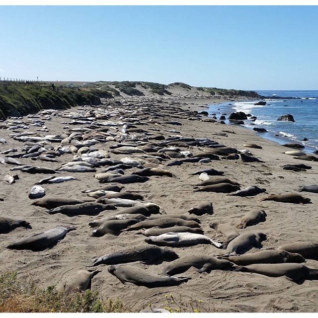 Seeelefanten an der Küste. BMW #BMWMOTORRAD #BMWROADTRIP #MOTORRAD #ROUTE66 #VORBEREITUNGEN #DHL #NORDEN #NORDERNEY #FLORIDA #USA #DAYTONA #MIAMI #NYC #WASHINGTON #MONTREAL #NIAGARAFALLS #CHICAGO #ROCKYS #LOSANGELES #SANFRANCISCO #HOUSTEN #NEWORLEANS #TAMPA #URLAUB #HOLIDAY #BITBURGERALKOHOLFRE I#BITBURGER #BITTEEINBIT #MOA