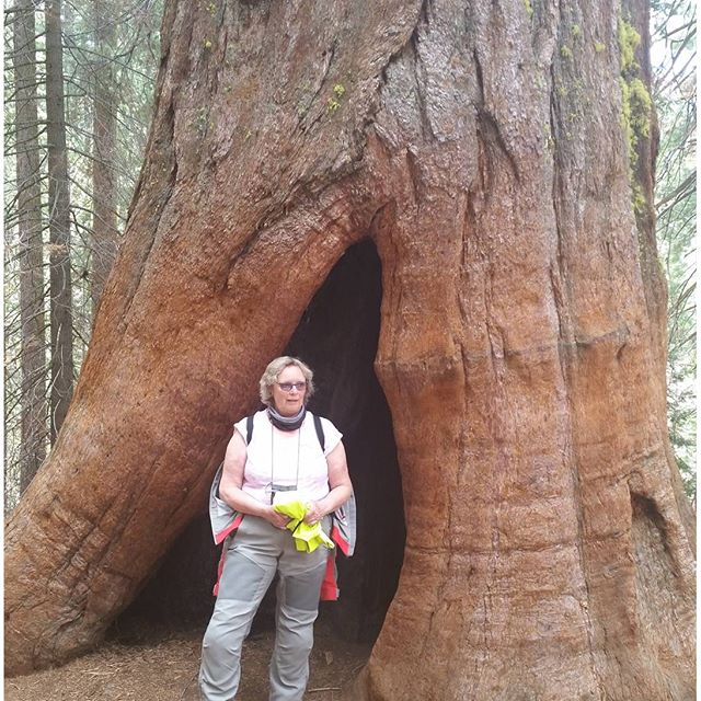 Noch ein Baumriese. BMW #BMWMOTORRAD #BMWROADTRIP.DE #MOTORRAD #ROUTE66 #VORBEREITUNGEN #DHL #NORDEN #NORDERNEY #FLORIDA #USA #DAYTONA #MIAMI #NYC #WASHINGTON #MONTREAL #NIAGARAFALLS #CHICAGO #ROCKYS #LOSANGELES #SANFRANCISCO #HOUSTEN #NEWORLEANS #TAMPA #URLAUB #HOLIDAY #BITBURGERALKOHOLFREI #BITBURGER #BITTEEINBIT#Düsseldorf #MOA