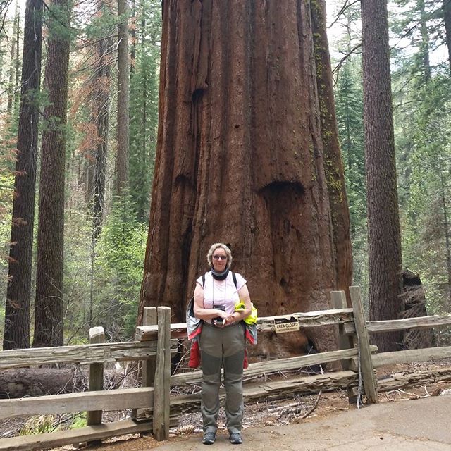 Der größte Baum der Welt. BMW #BMWMOTORRAD #BMWROADTRIP.DE #MOTORRAD #ROUTE66 #VORBEREITUNGEN #DHL #NORDEN #NORDERNEY #FLORIDA #USA #DAYTONA #MIAMI #NYC #WASHINGTON #MONTREAL #NIAGARAFALLS #CHICAGO #ROCKYS #LOSANGELES #SANFRANCISCO #HOUSTEN #NEWORLEANS #TAMPA #URLAUB #HOLIDAY #BITBURGERALKOHOLFREI #BITBURGER #BITTEEINBIT#Düsseldorf #MOA